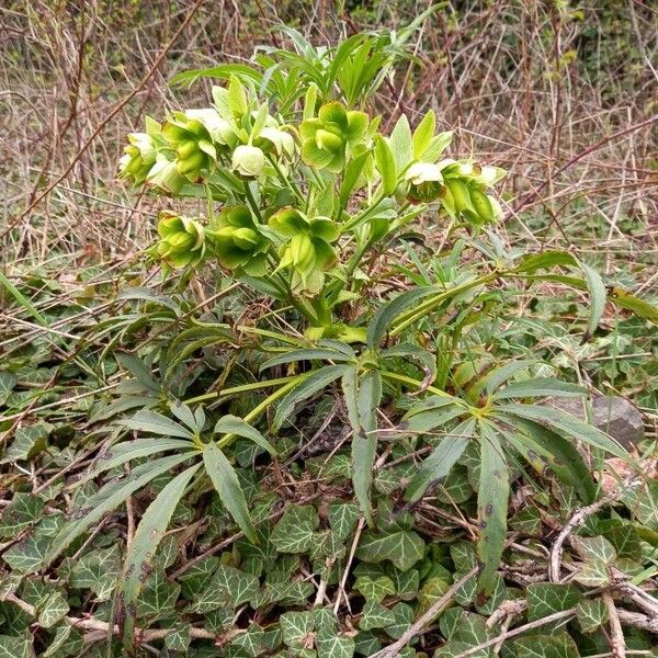 Helleborus foetidus Pokrój