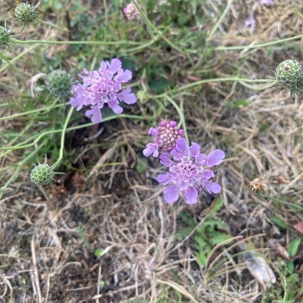 Scabiosa vestita Flower