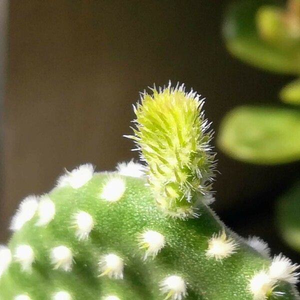 Opuntia microdasys Blad