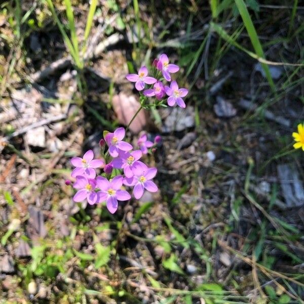 Centaurium erythraea Flower