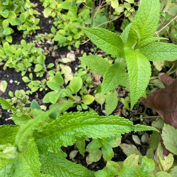 Eupatorium perfoliatum Hoja