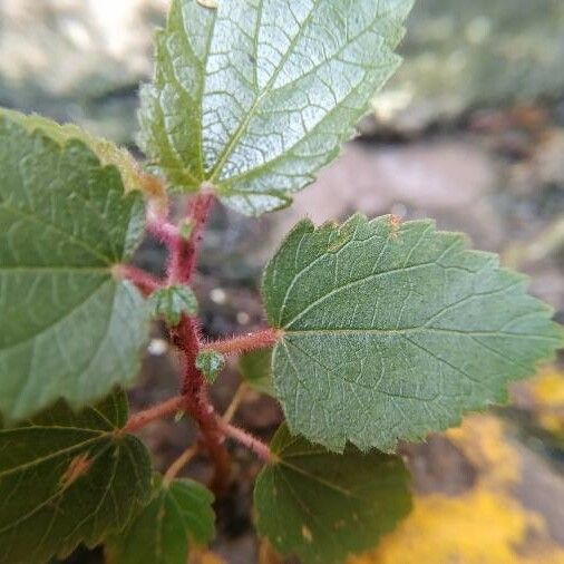 Acalypha californica Leaf