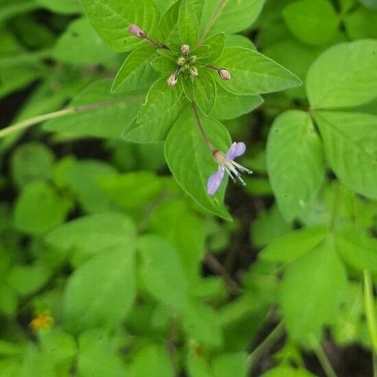 Cleome rutidosperma Květ