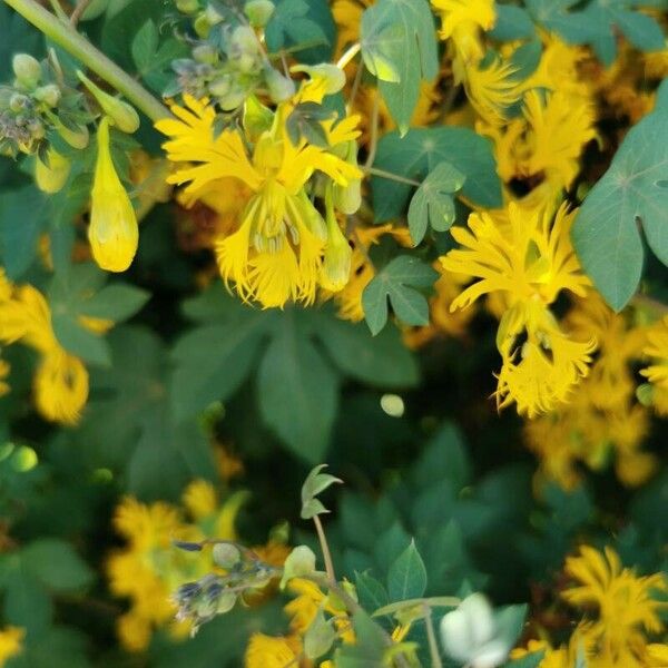 Tropaeolum peregrinum फूल