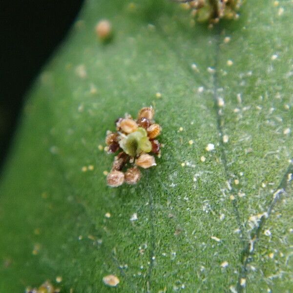 Arthropteris palisotii Blatt