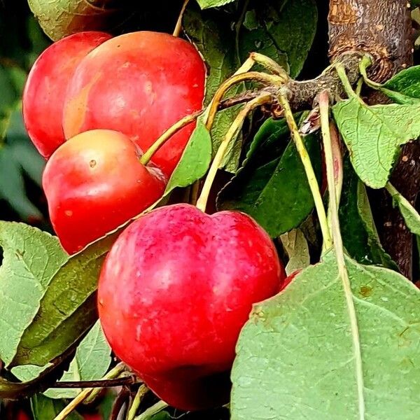 Malus baccata ഫലം