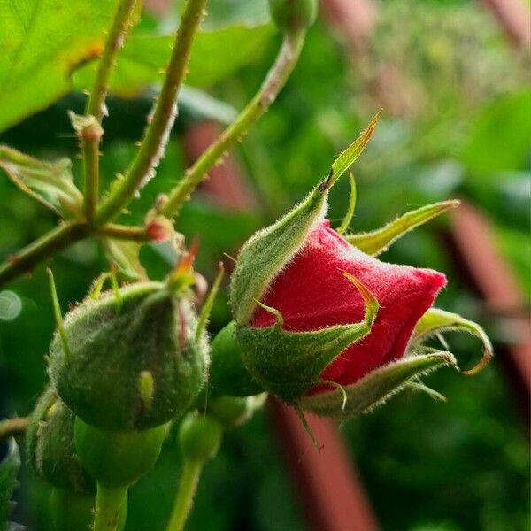 Rosa pendulina Floare