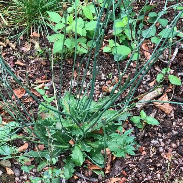 Hypochaeris radicata Liść