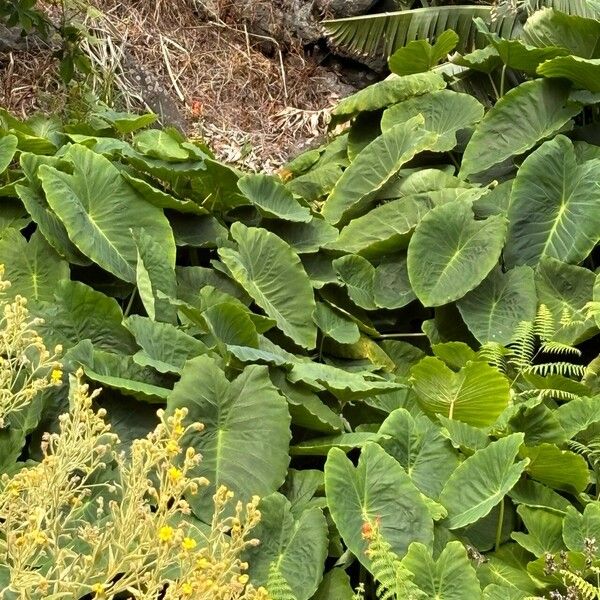 Colocasia esculenta ഇല