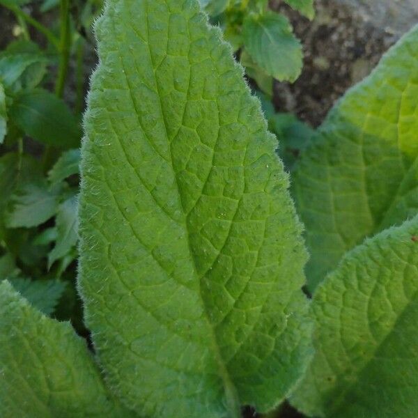 Symphytum orientale Leaf