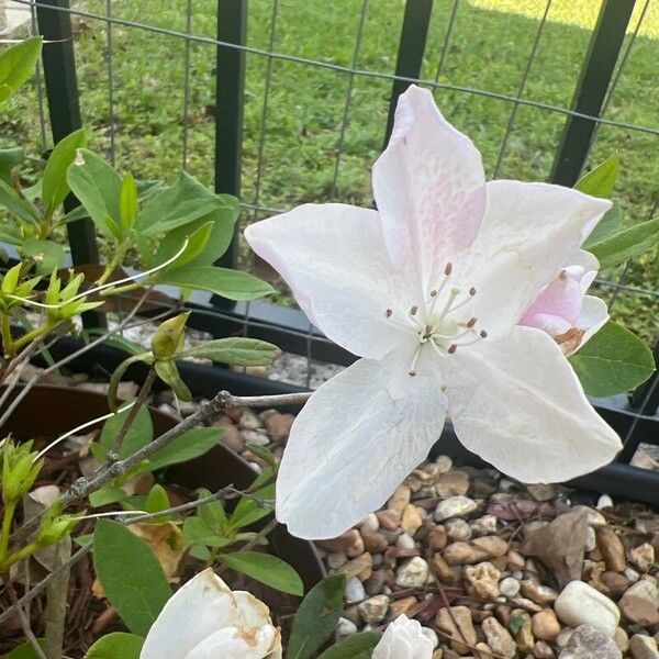 Rhododendron schlippenbachii Flower