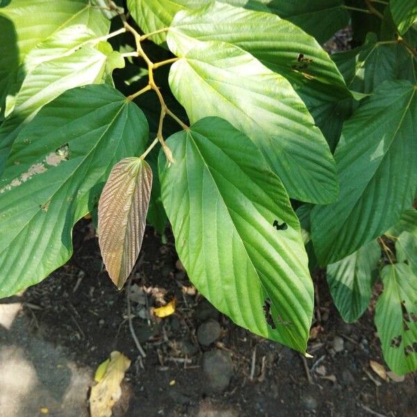 Flemingia strobilifera Leaf