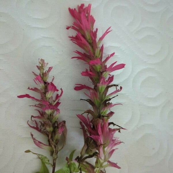 Castilleja miniata Flower