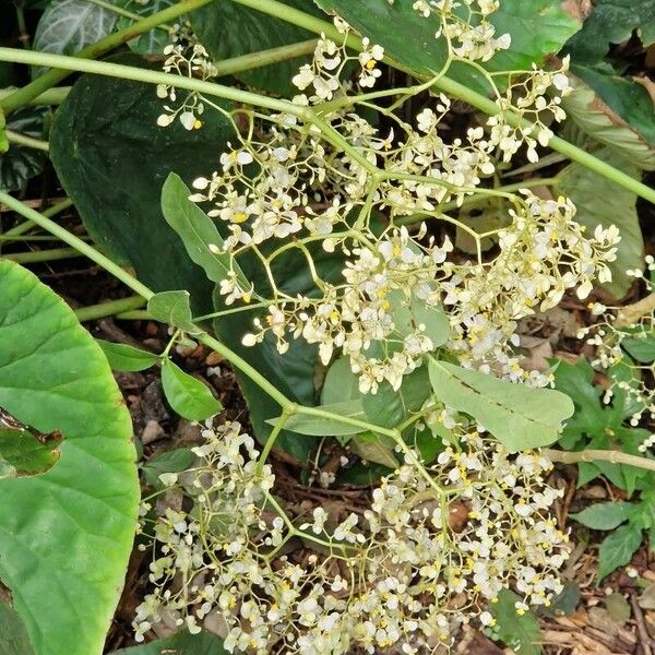 Begonia nelumbiifolia 花