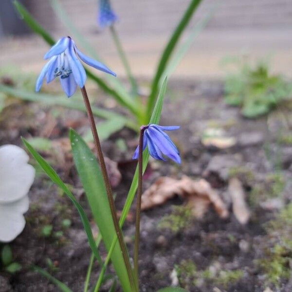 Scilla siberica Fiore