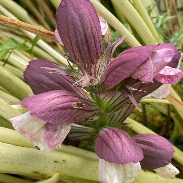 Acanthus spinosus പുഷ്പം