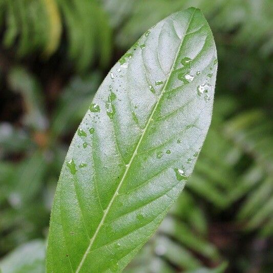 Antirhea borbonica Leaf