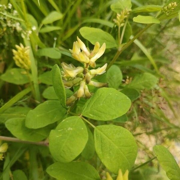 Astragalus glycyphyllos Kvet