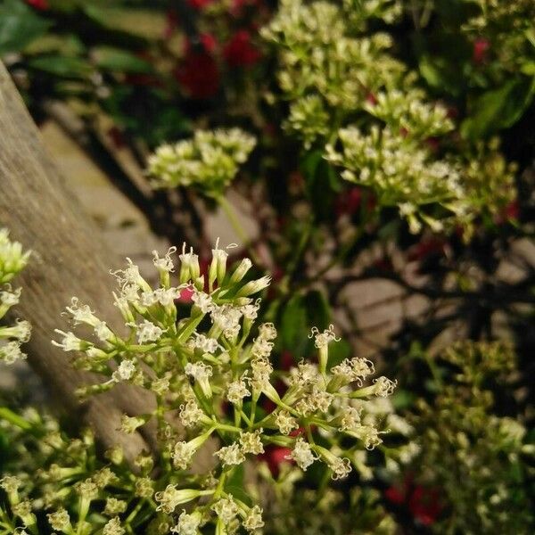 Mikania micrantha Flower