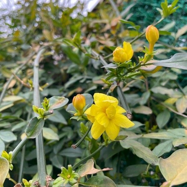 Jasminum mesnyi Kvet