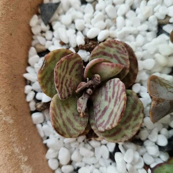 Kalanchoe humilis Blad