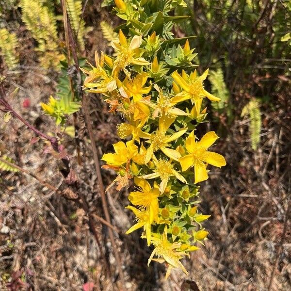 Hypericum perfoliatum Çiçek