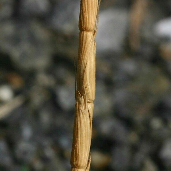 Aegilops cylindrica Flower