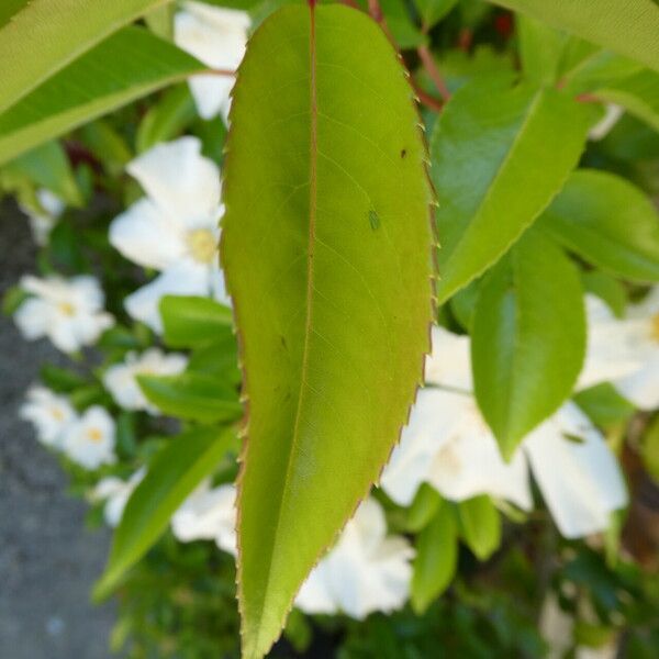 Rosa laevigata Leaf