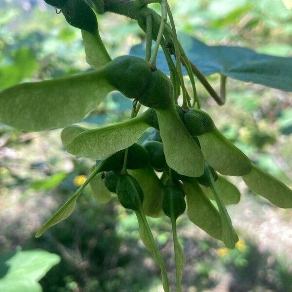 Acer opalus Frukt