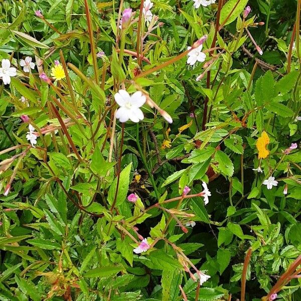 Epilobium montanum Alkat (teljes növény)