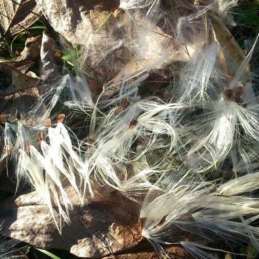 Asclepias curassavica Fruit