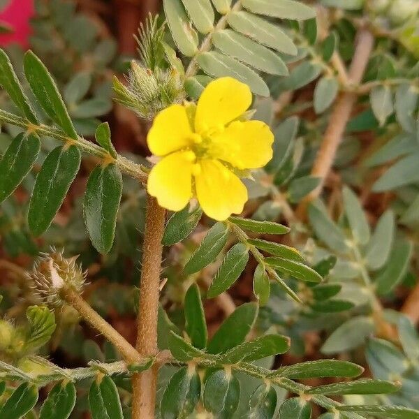 Tribulus terrestris Цветок