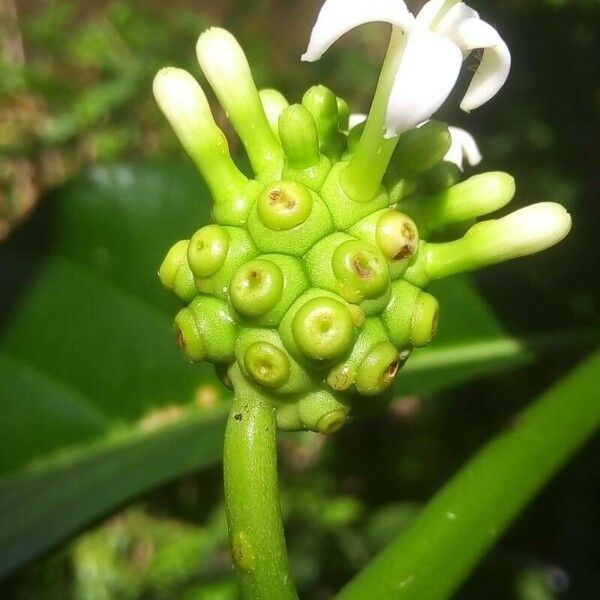 Morinda citrifolia 花