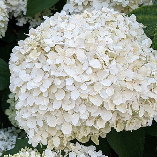 Hydrangea arborescens Цветок