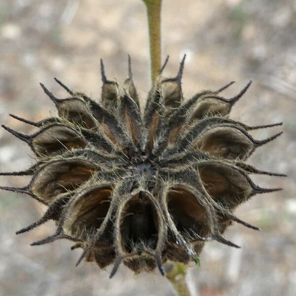 Abutilon theophrasti Fruit