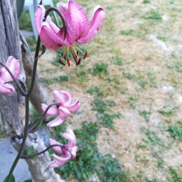 Lilium martagon Kwiat