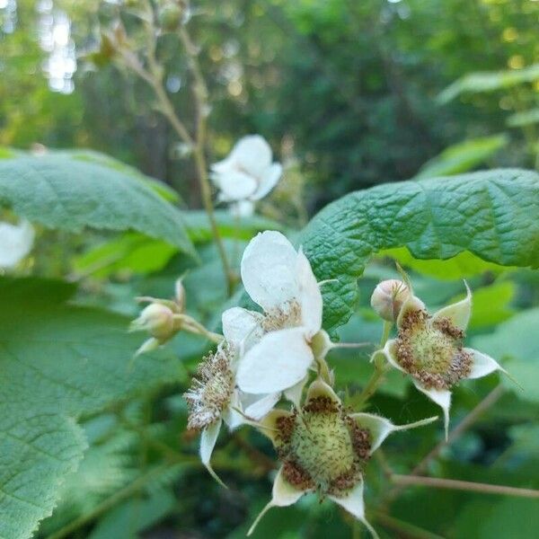 Rubus parviflorus Vili