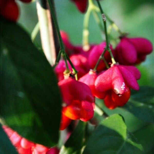 Euonymus europaeus Fruct