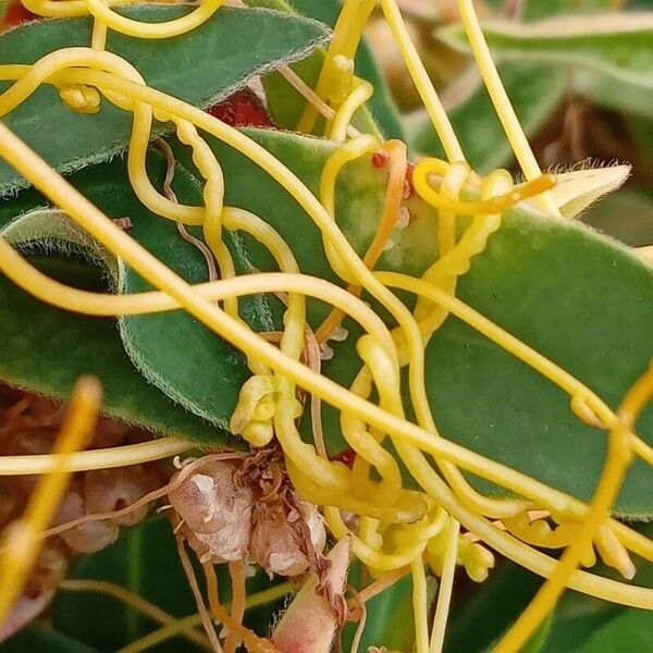 Cuscuta campestris Kora