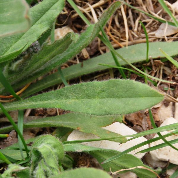 Cynoglottis barrelieri 葉