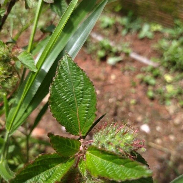 Acalypha alopecuroidea Leaf