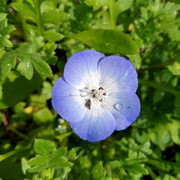 Nemophila menziesii Кветка