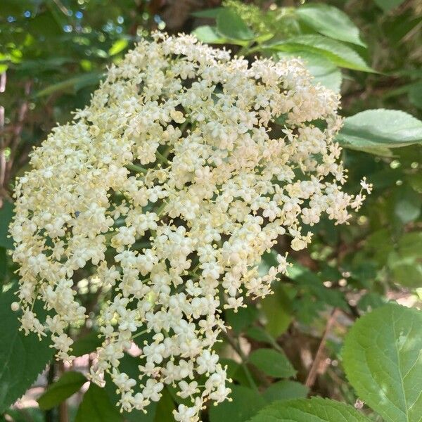 Sambucus nigra Floare