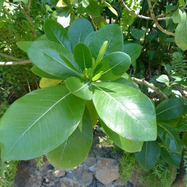 Gardenia taitensis Other