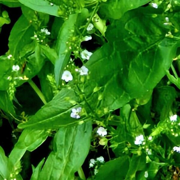 Veronica anagallis-aquatica 花