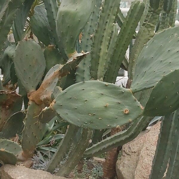 Opuntia elatior Leaf