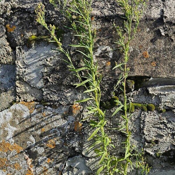 Erigeron sumatrensis موطن