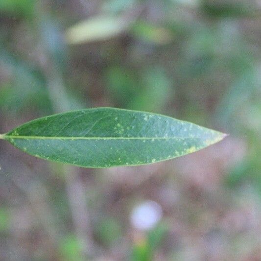 Olea lancea Folha