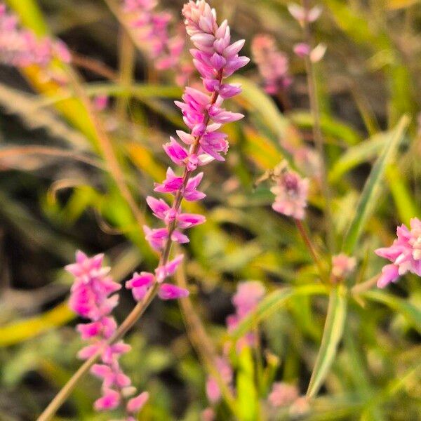 Digera muricata Blomma