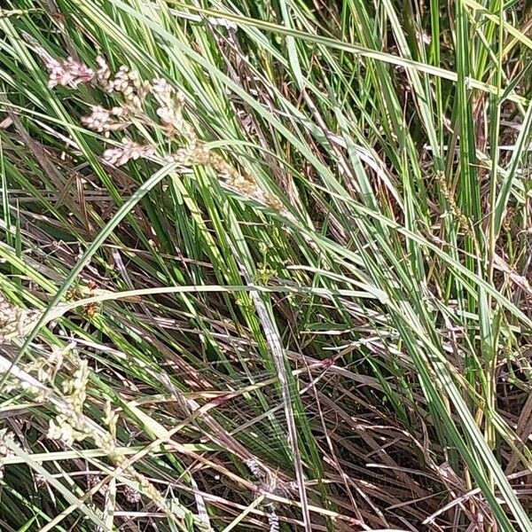 Carex buxbaumii Leaf